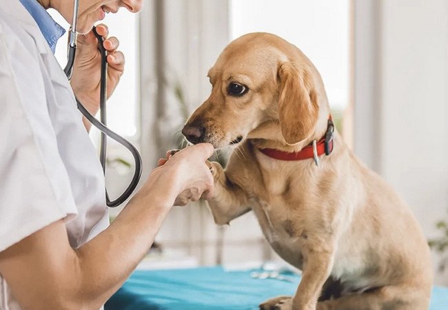 Подробнее о "Уволили за умирающую собаку: суд в Барселоне встал на сторону сотрудницы"