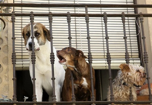Подробнее о "В Испании начали штрафовать владельцев собак и кошек: за неправильный уход — до 200 000 евро"